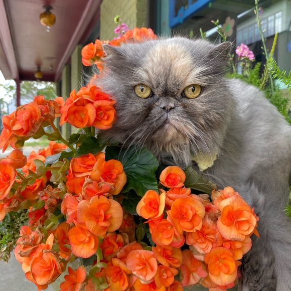 Meet your Posher, Holly - Picture 9 of 15